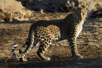 Leopard in the Bale Mountains by Delphin Ruche